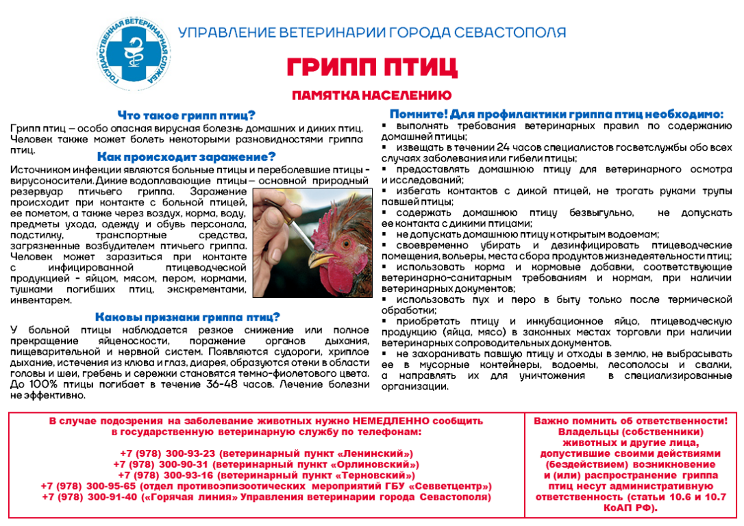 Грипп птиц